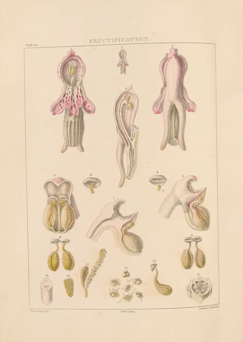 Illustrationer av orkidéer, plansch 14 av Franz Andreas Bauer