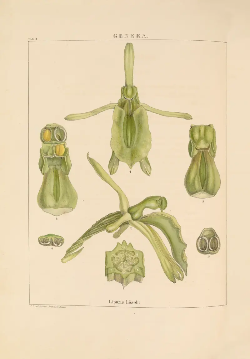 Illustrationen von Orchideen, Tafel 17 von Franz Andreas Bauer