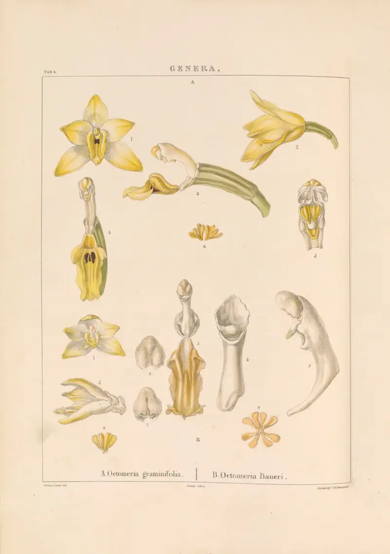 Illustrationer av orkidéer, plansch 19 av Franz Andreas Bauer