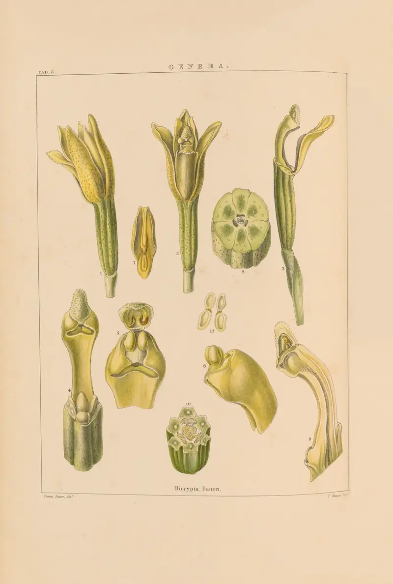 Illustrationer av orkidéer, plansch 20 av Franz Andreas Bauer