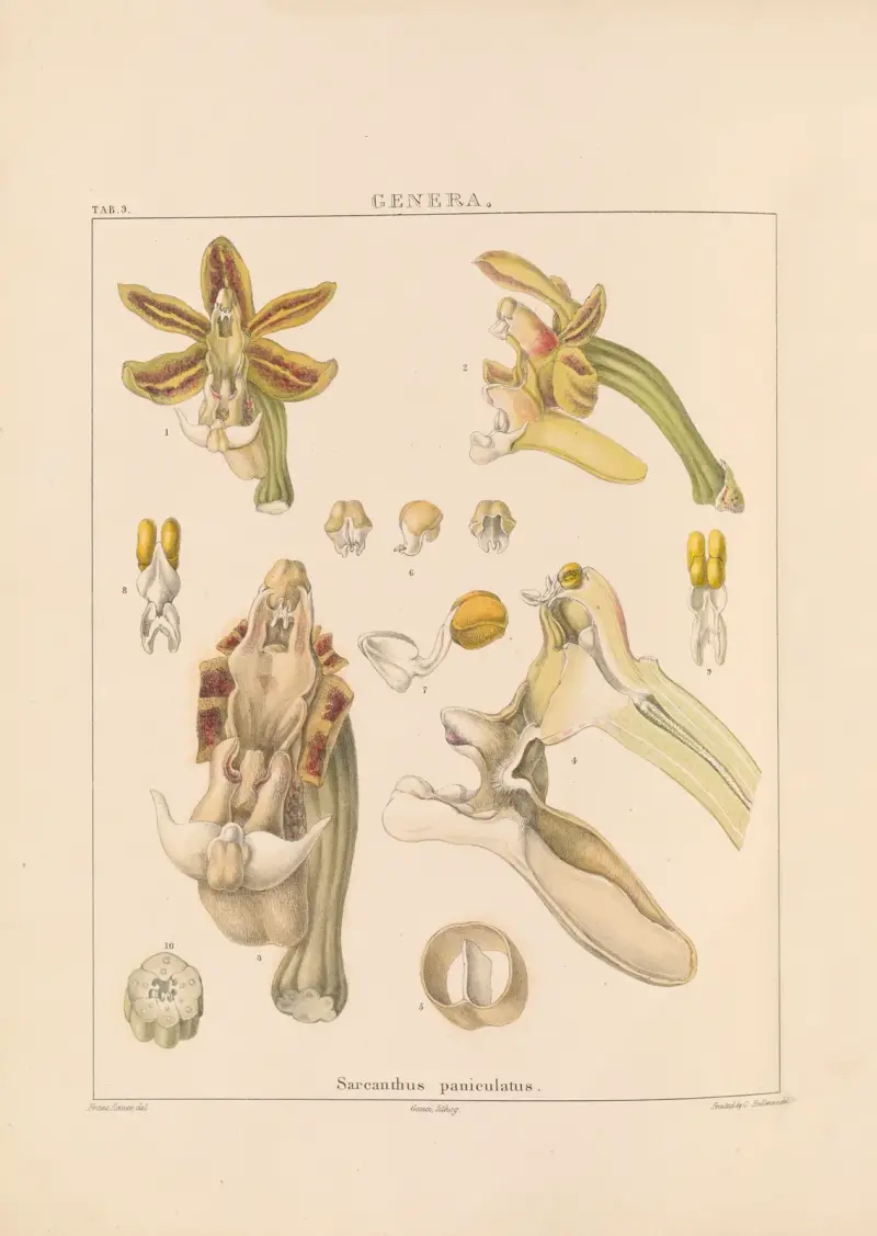 Illustrationen von Orchideen, Tafel 24 von Franz Andreas Bauer