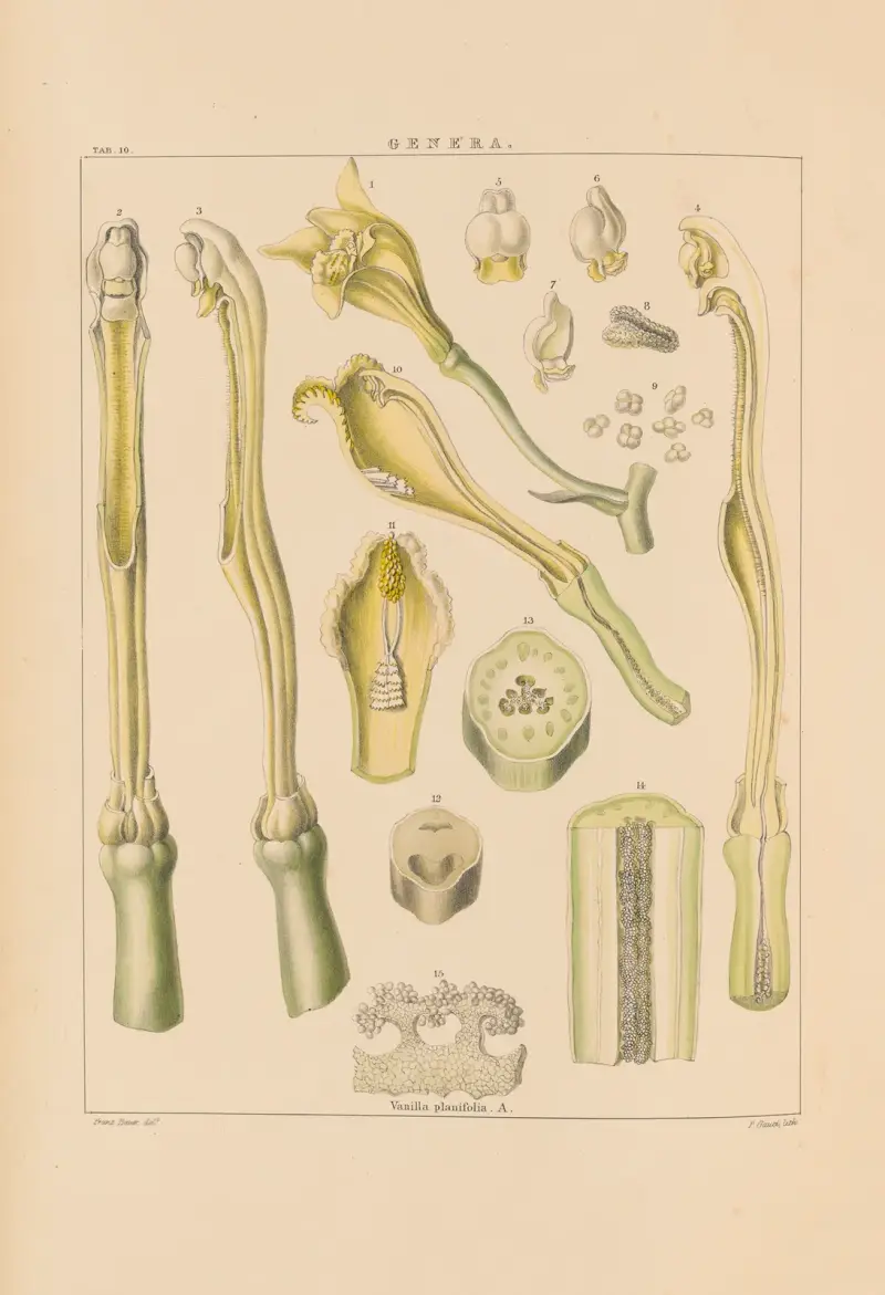 Illustrationer av orkidéer, pl. 25 av Franz Andreas Bauer