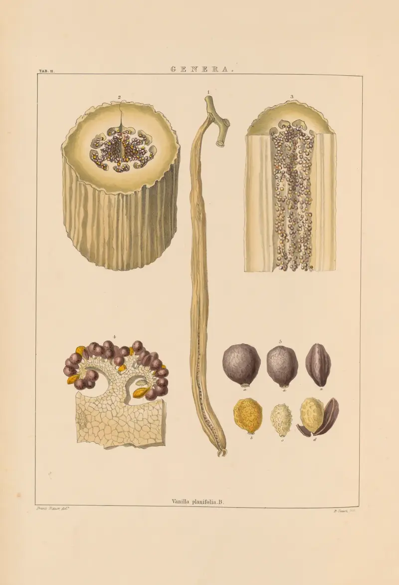 Illustrationer av orkidéer, pl. 26 av Franz Andreas Bauer