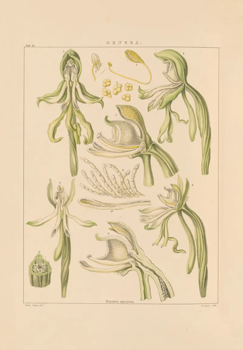 Illustrationer av orkidéer, plansch 27 av Franz Andreas Bauer