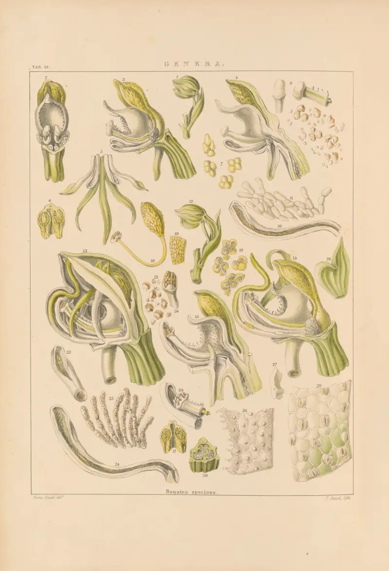Illustrationen von Orchideengewächsen, Tafel 28 von Franz Andreas Bauer