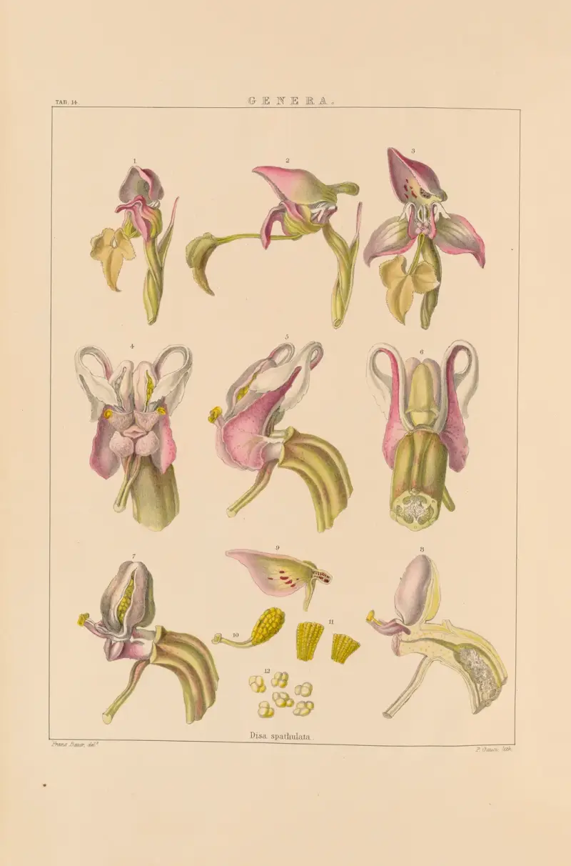 Illustrationen von Orchideen, Taf. 29 von Franz Andreas Bauer