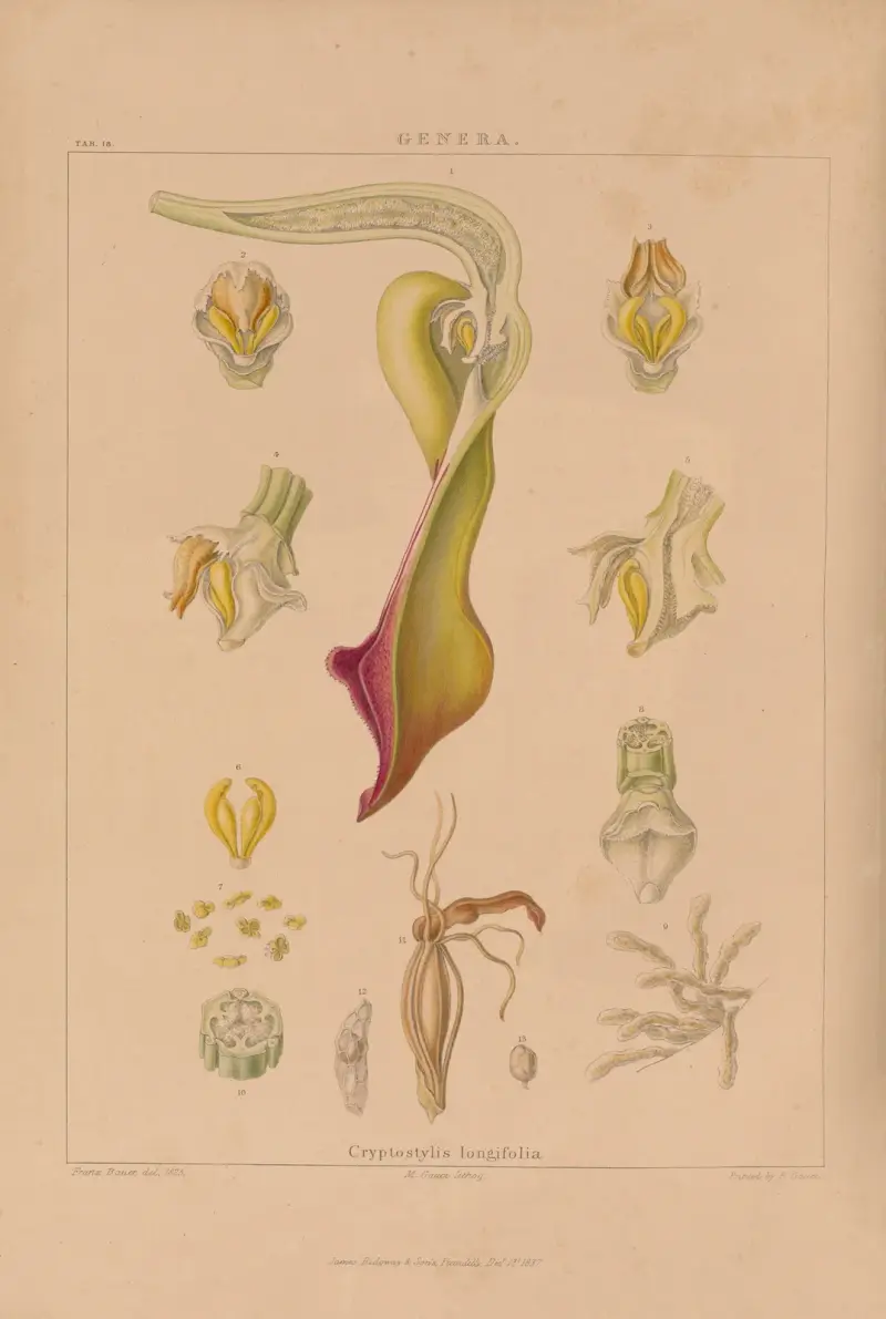 Illustrationer av orkidéer, pl. 33 av Franz Andreas Bauer