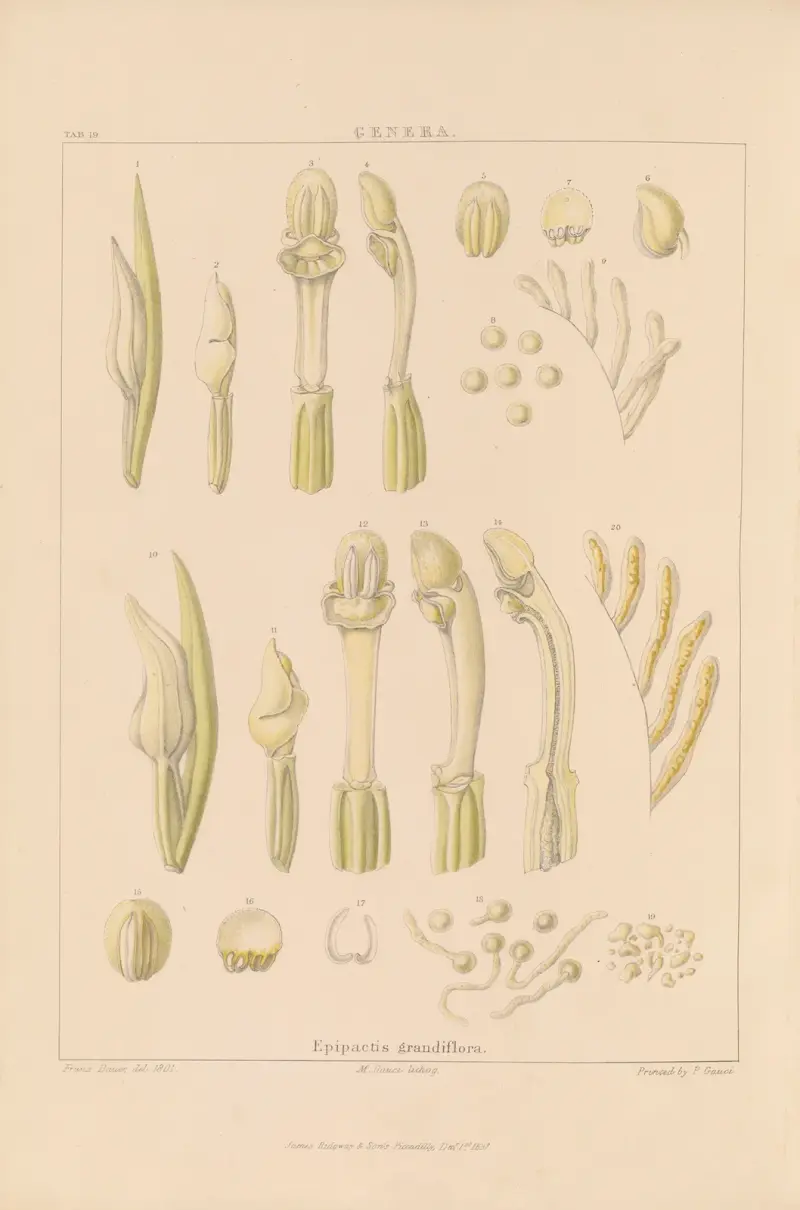 Illustrationer av orkidéer, plansch 34 av Franz Andreas Bauer