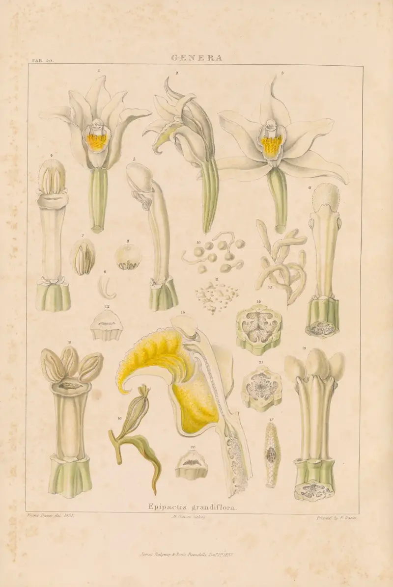 Illustrationer av orkidéer, plansch 35 av Franz Andreas Bauer