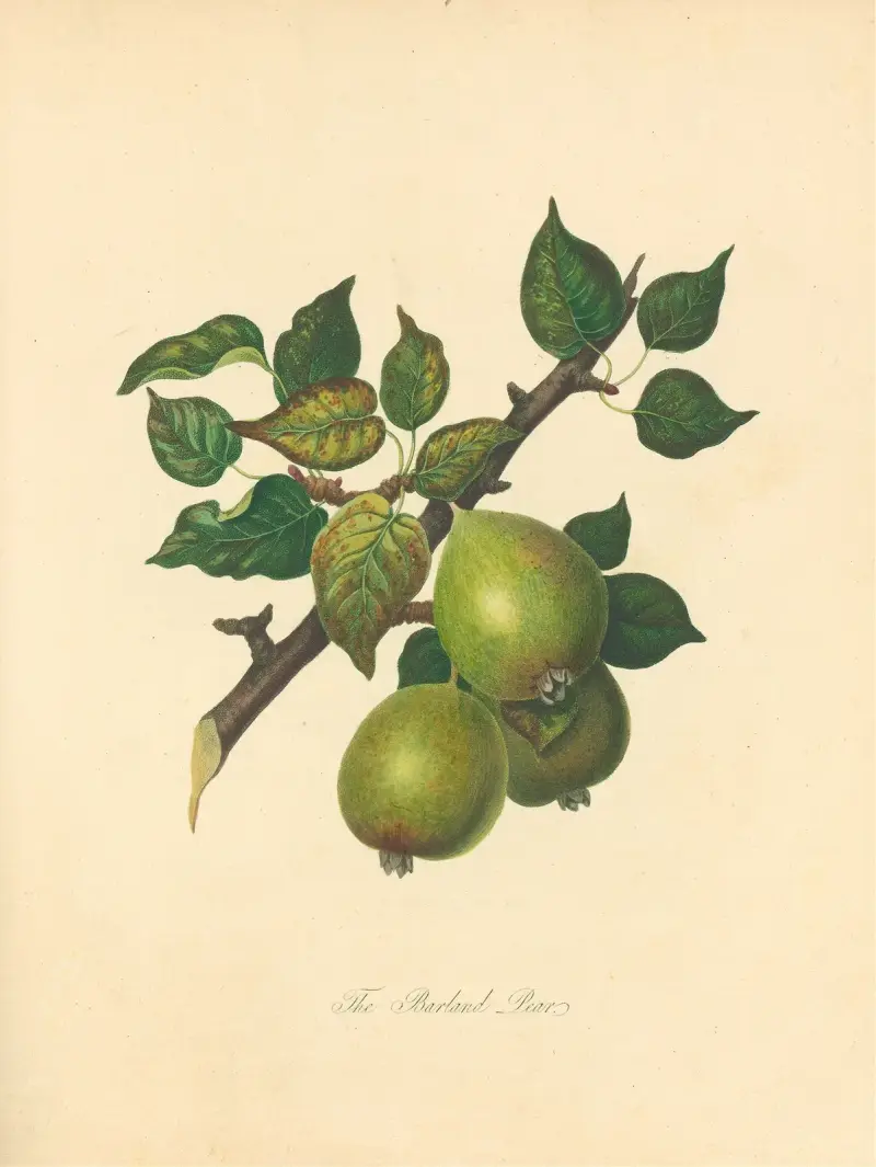 Hruška Barland, Thomas Andrew Knight