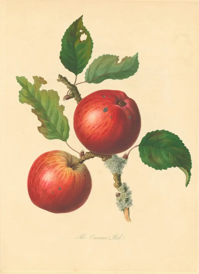 Cowarne Red, Thomas Andrew Knight