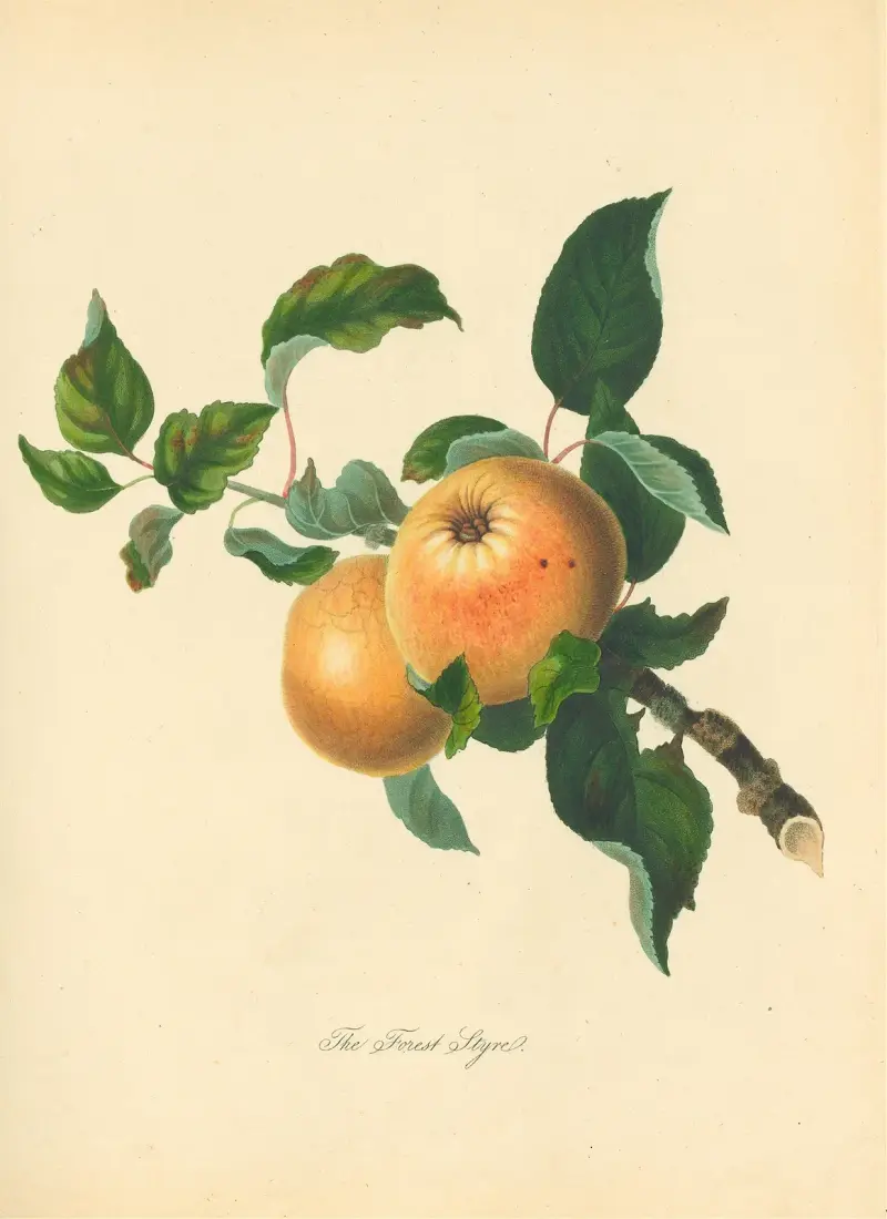 Leśna prowadnica, Thomas Andrew Knight