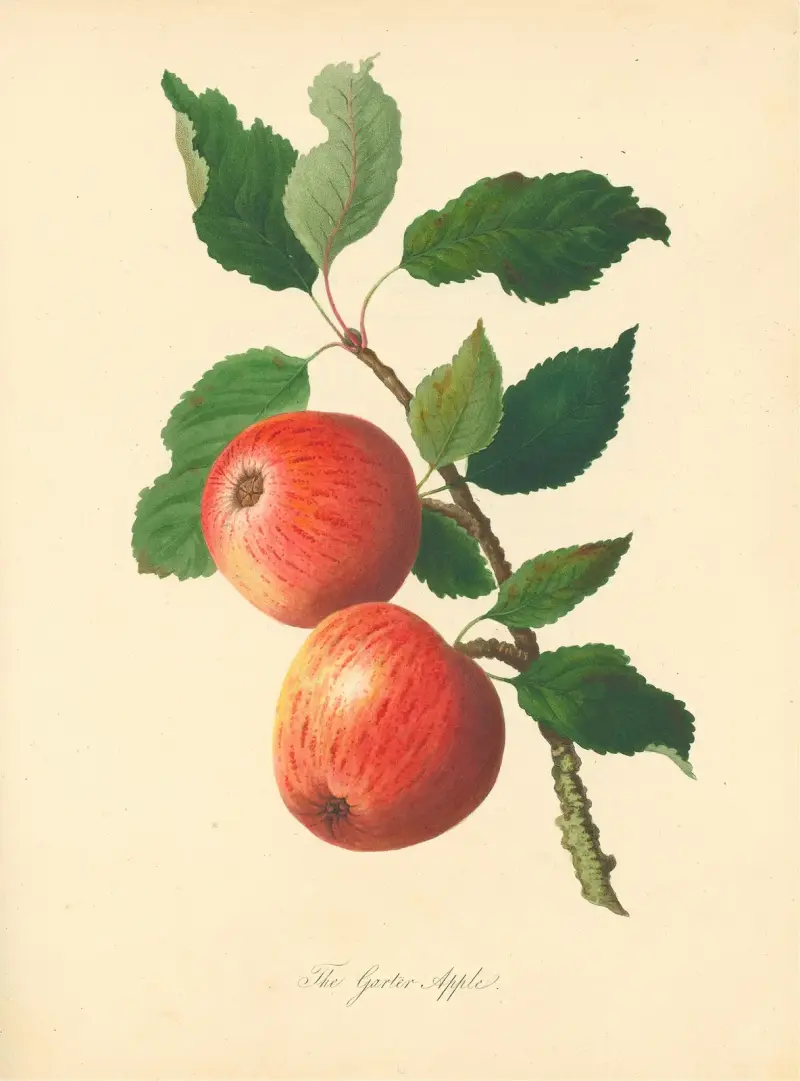 Garter Apple (Garter Apple), Thomas Andrew Knight