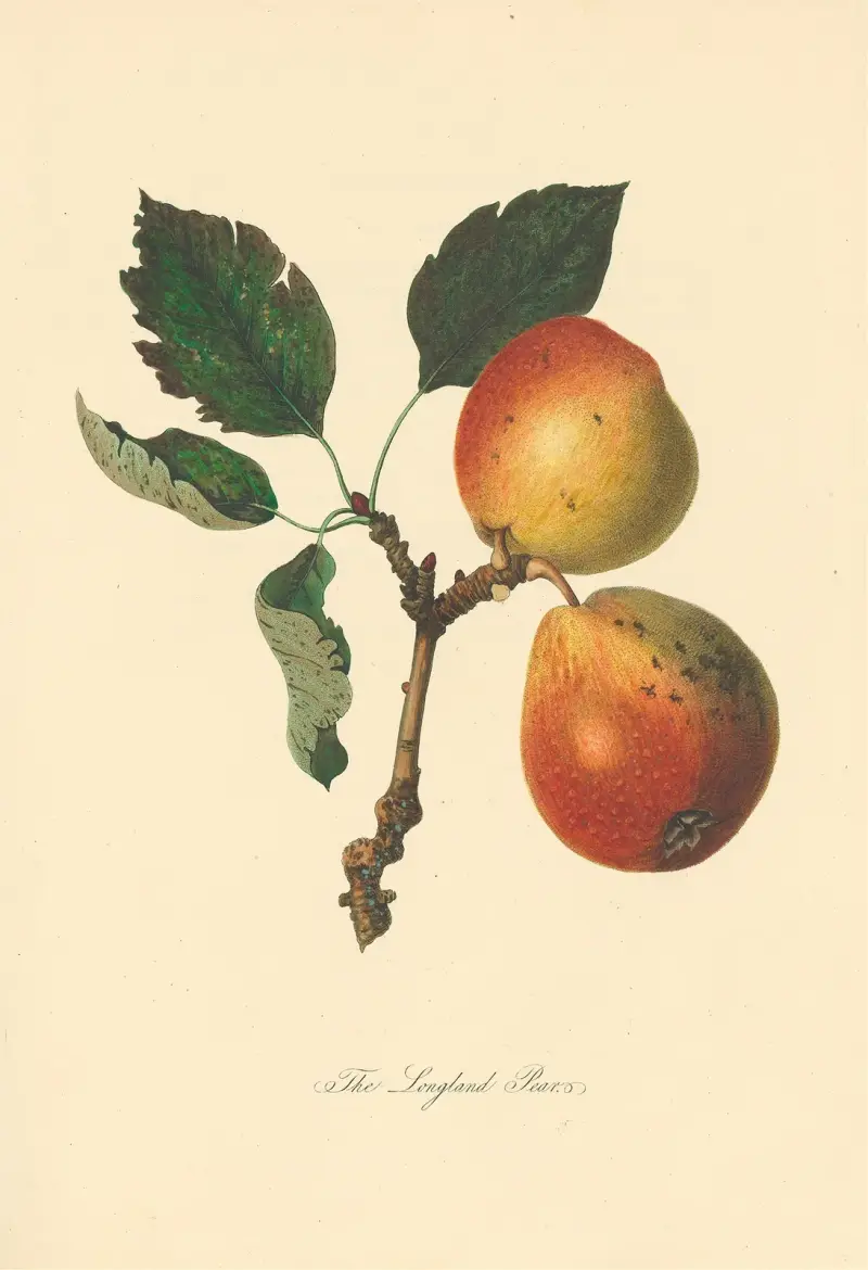 Longland Pears, Thomas Andrew Knight