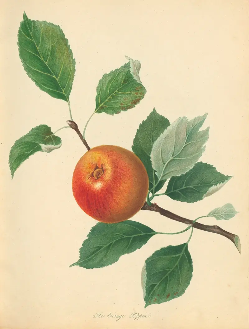 Orange Pippin, Thomas Andrew Knight