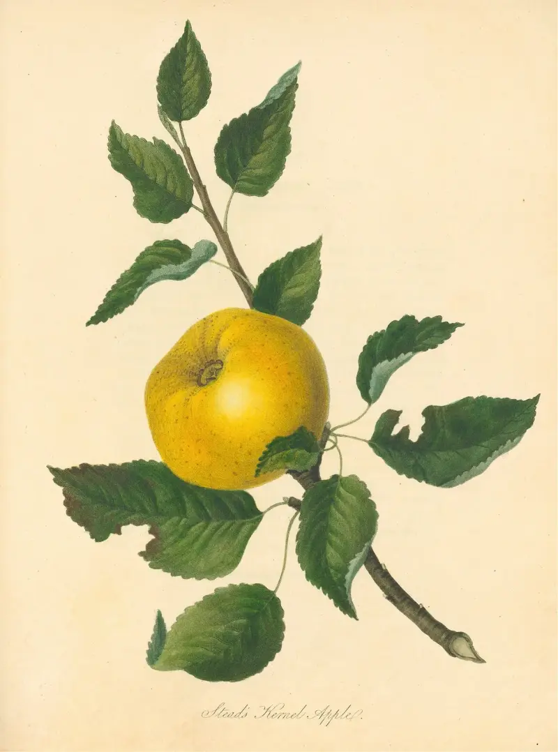 Jabłoń odmiany Stead’s Kernel, Thomas Andrew Knight