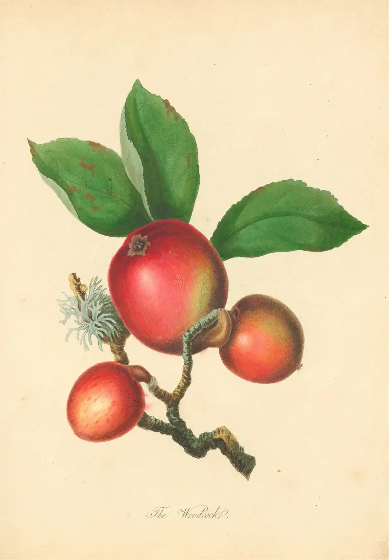 Słonka, Thomas Andrew Knight