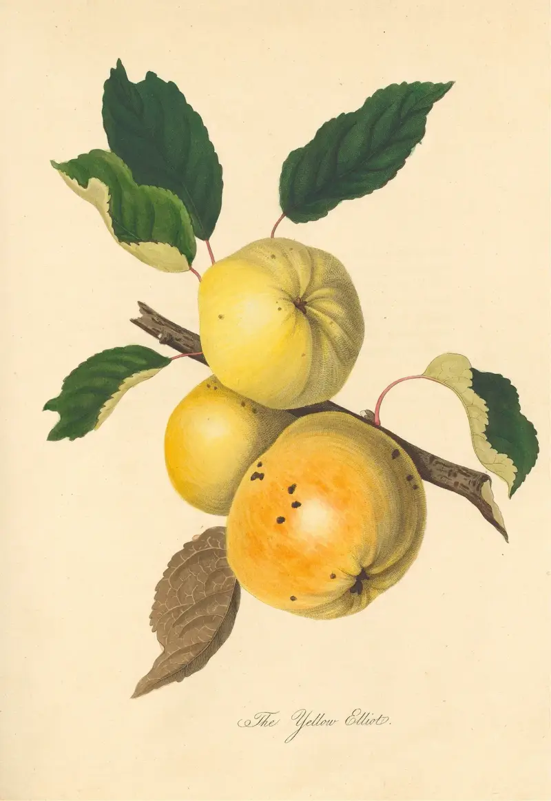 Yellow Elliot, Thomas Andrew Knight