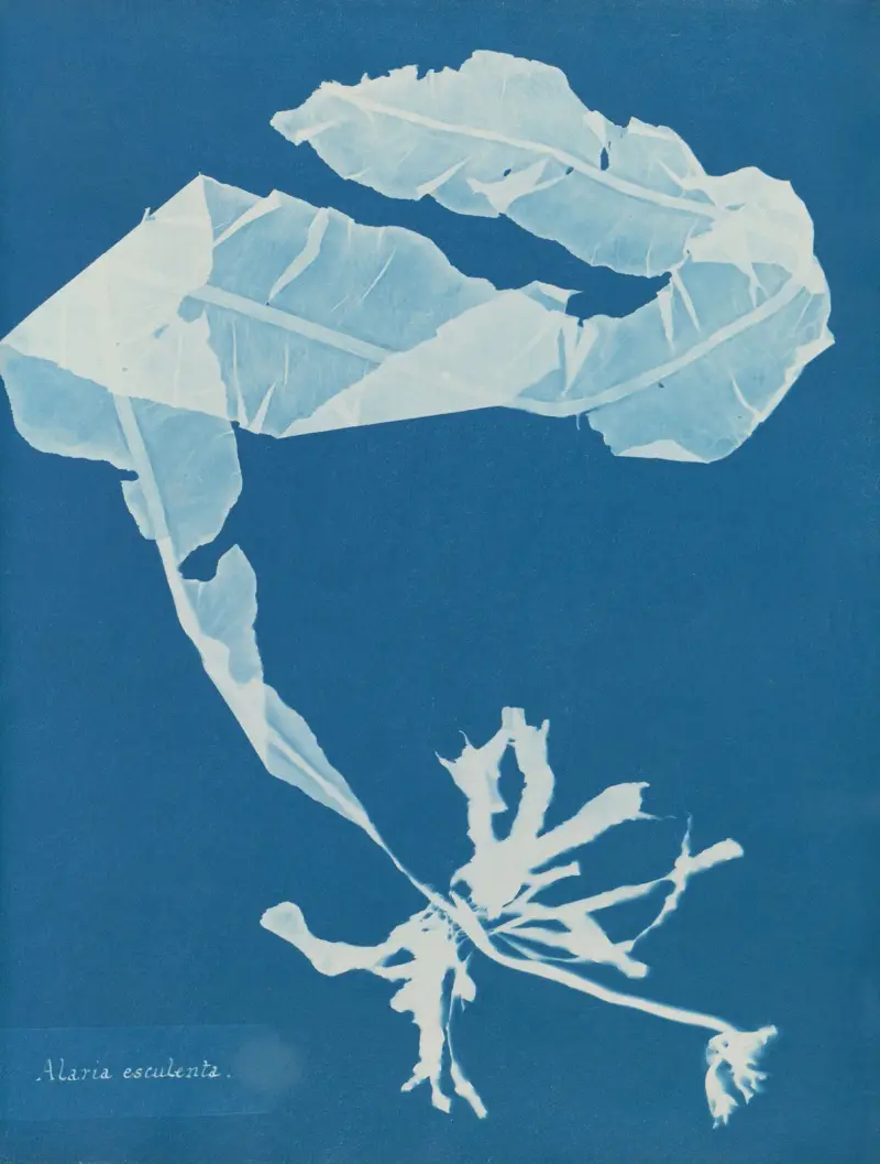 Alaria esculenta von Anna Atkins