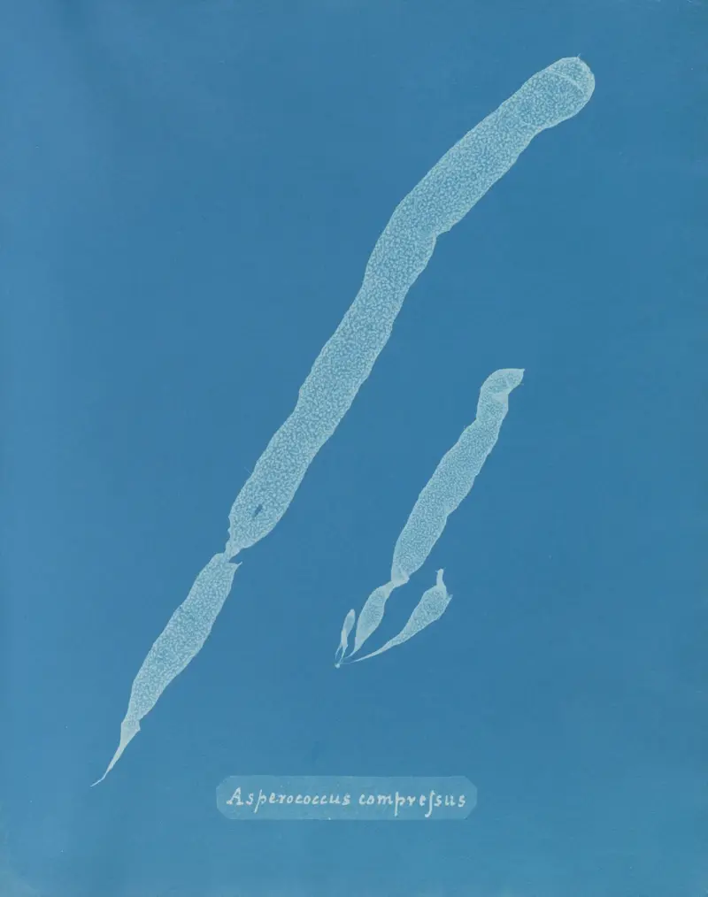 Asperococcus compressus av Anna Atkins
