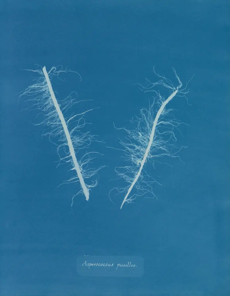 Asperococcus pusillus von Anna Atkins