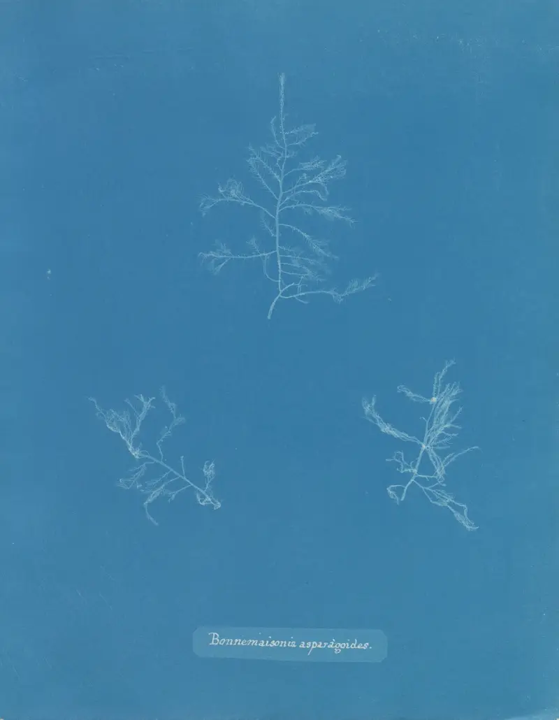 Bonnemaisonia asparagoides von Anna Atkins