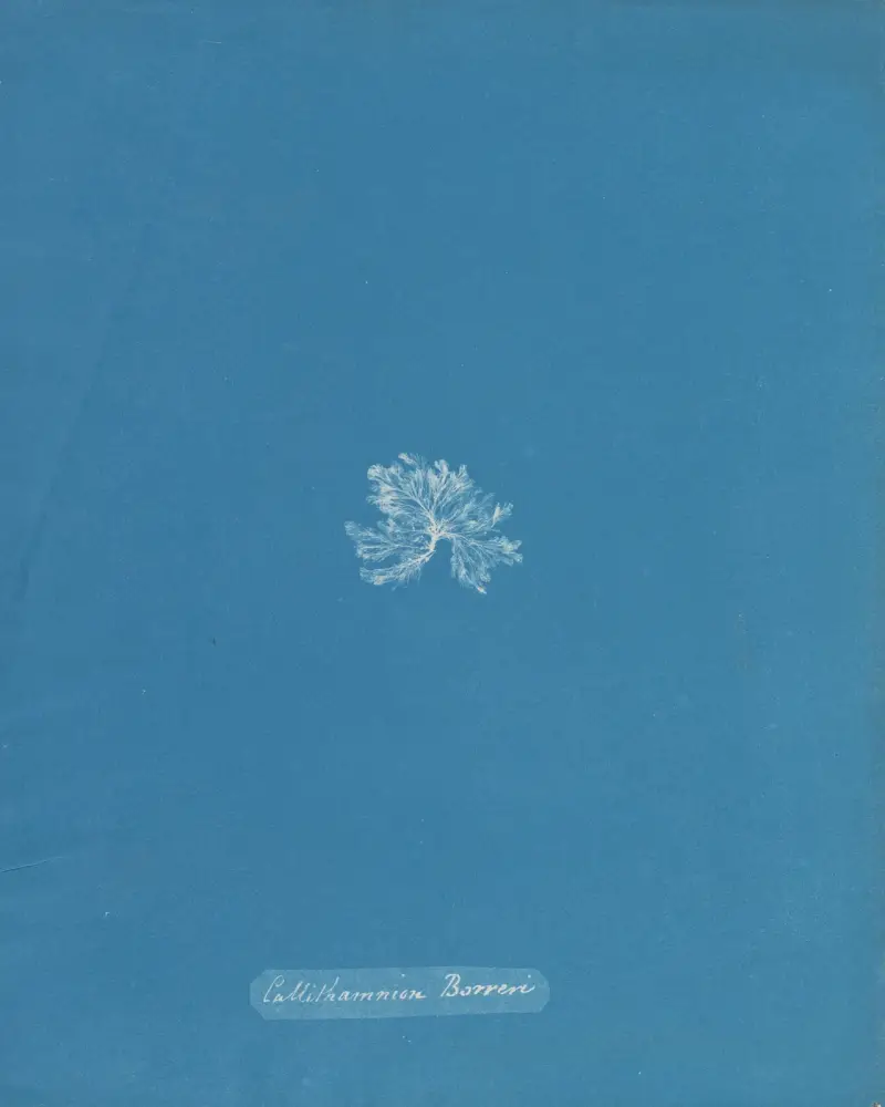 Callithamnion Borreri av Anna Atkins