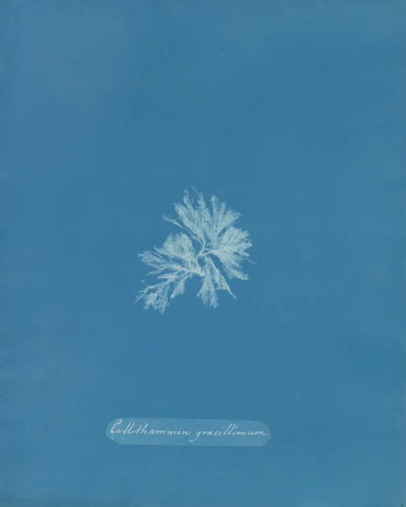 Callithamnion gracillimum von Anna Atkins
