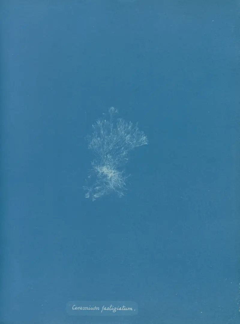 Ceramium fastigiatum av Anna Atkins