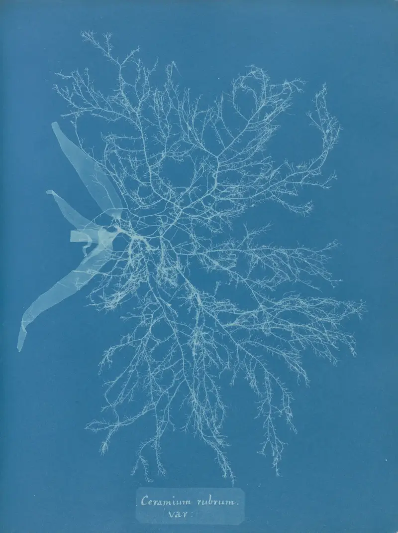 Ceramium rubrum, var. von Anna Atkins