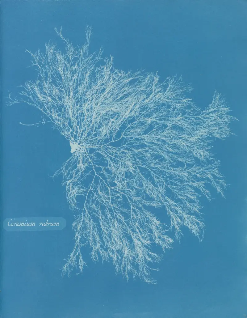 Ceramium rubrum von Anna Atkins