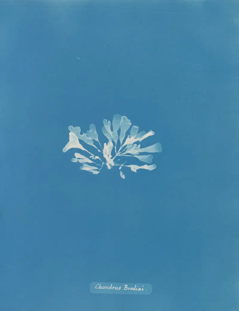 Chondrus Brodiæi, Anna Atkins