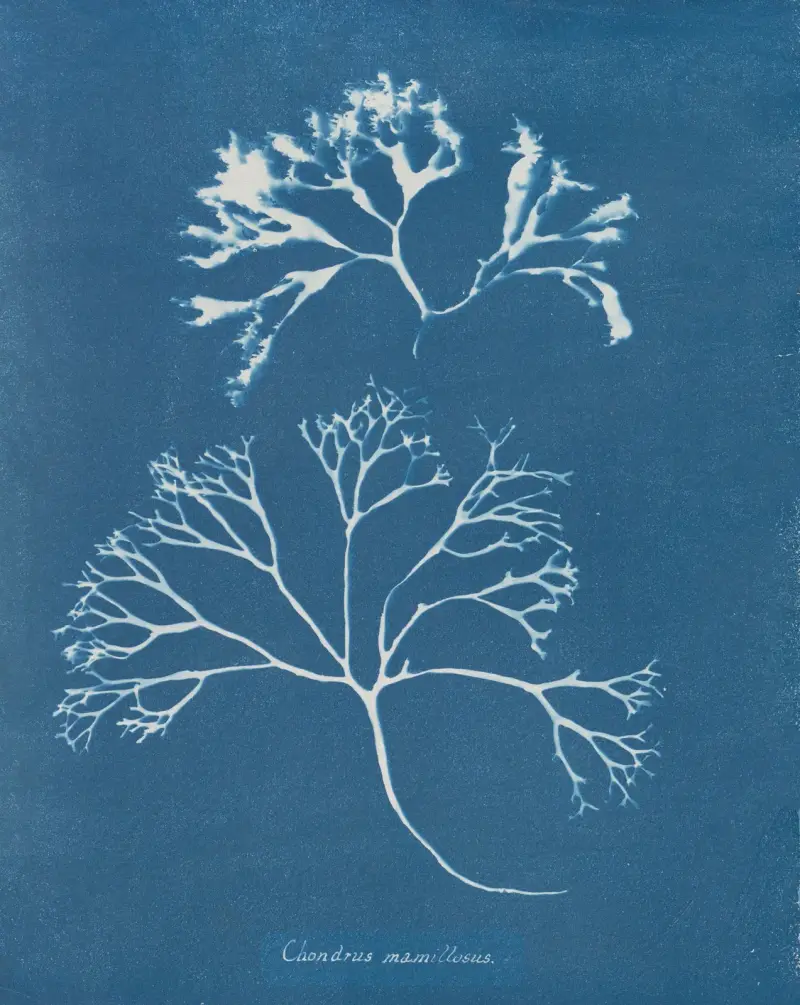 Chondrus mamillosus av Anna Atkins