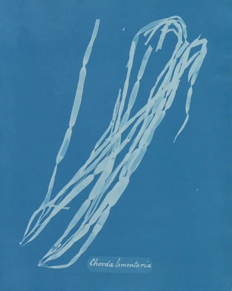 Chorda lomentaria av Anna Atkins