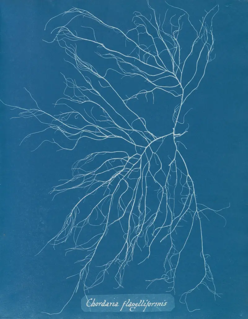 Chordaria flagelliformis, 1843 – Nr. 2 von Anna Atkins