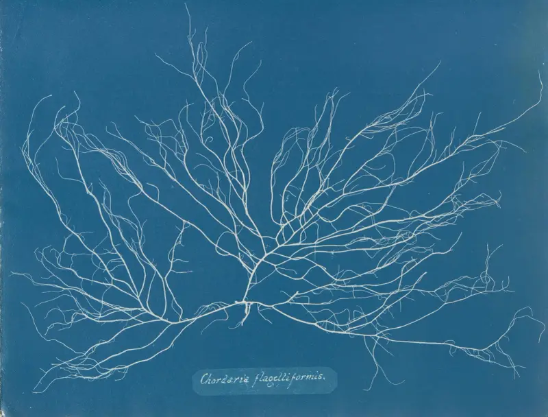 Chordaria flagelliformis, 1843 – Nr. 1 von Anna Atkins