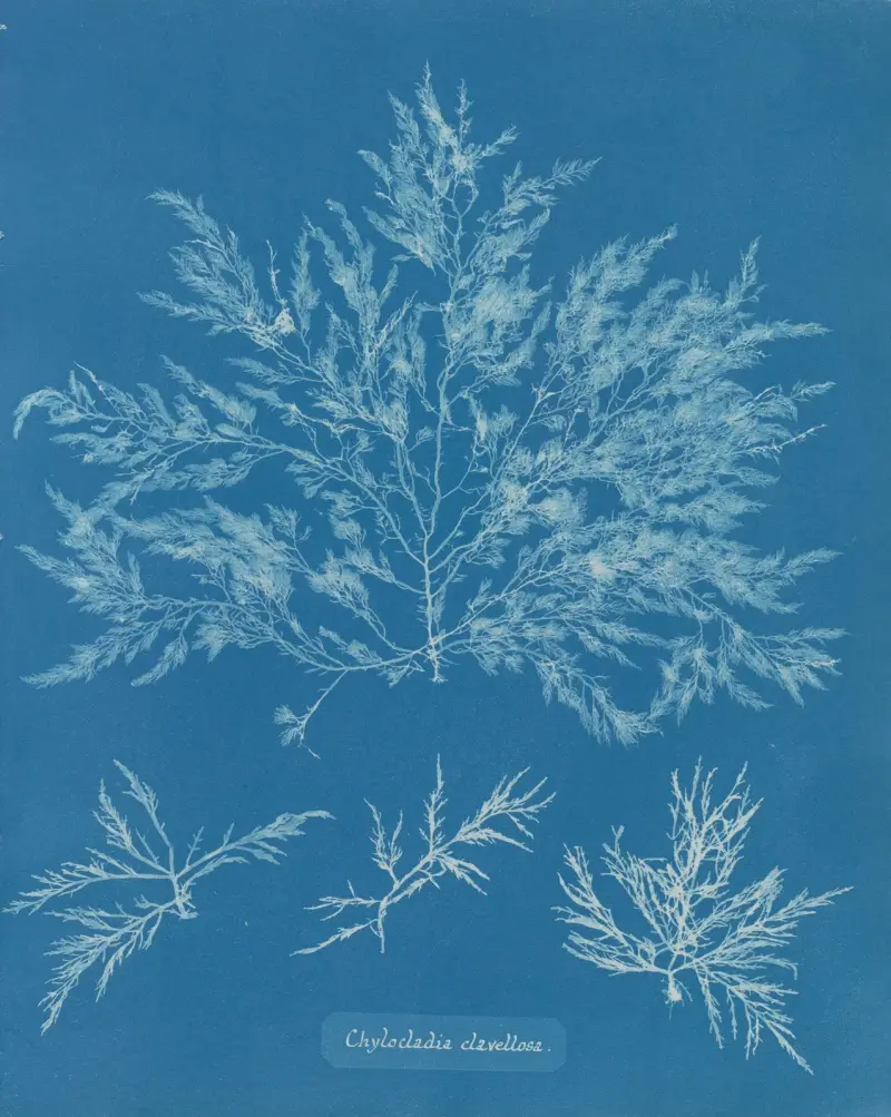 Chylocladia clavellosa von Anna Atkins