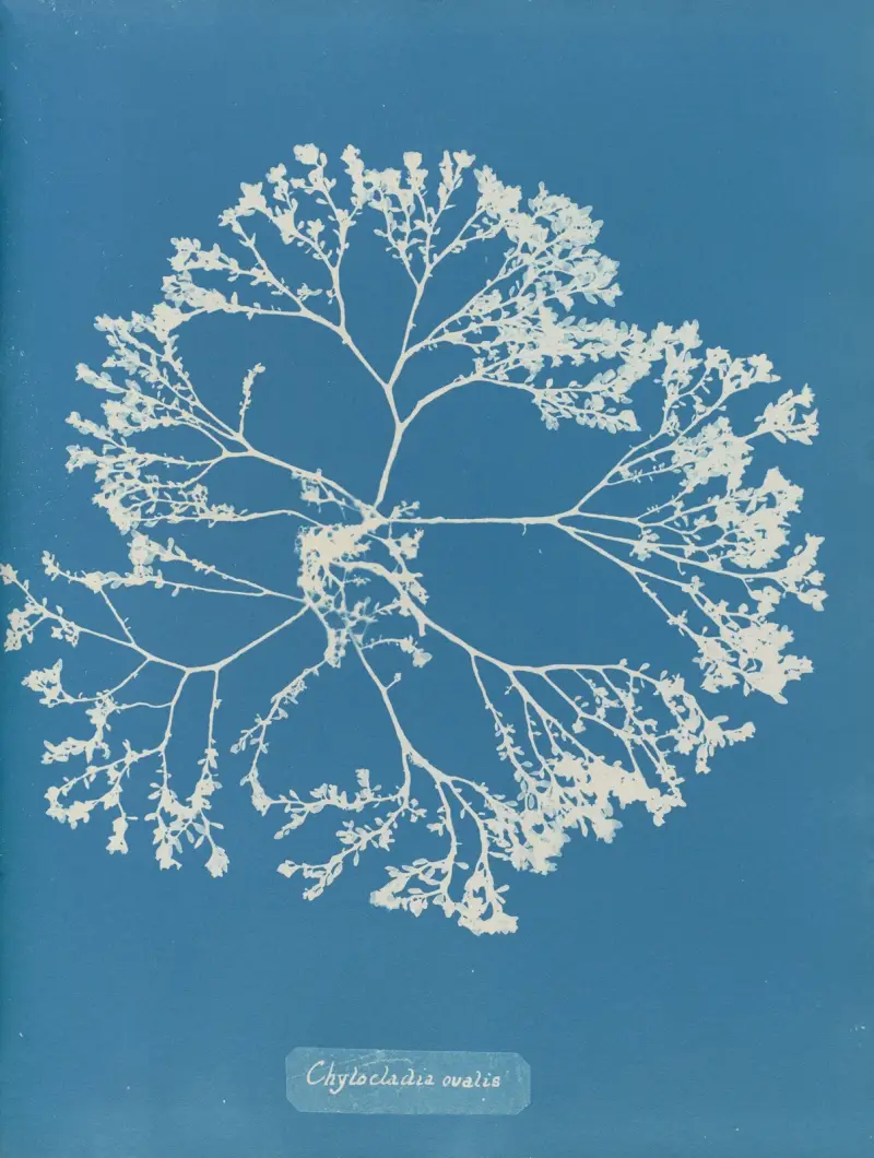 Chylocladia ovalis., 1843 – Nr. 1 von Anna Atkins