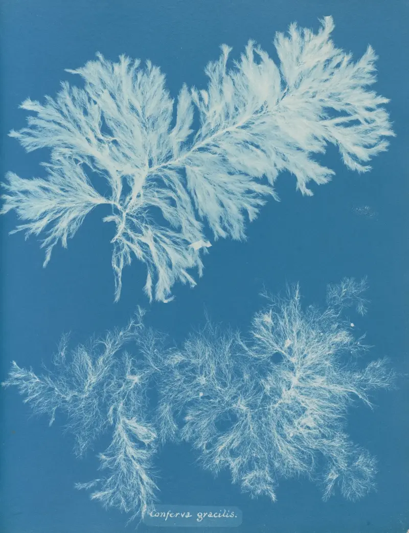 Conferva gracilis von Anna Atkins