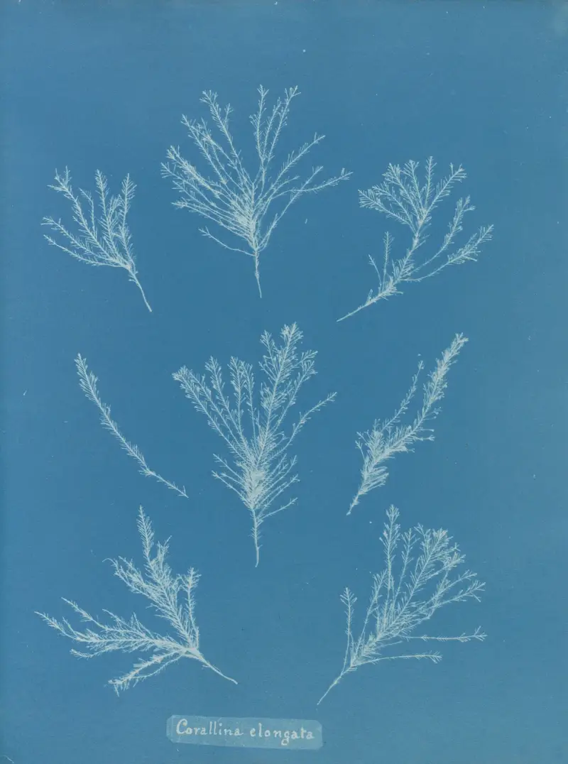 Corallina elongata von Anna Atkins