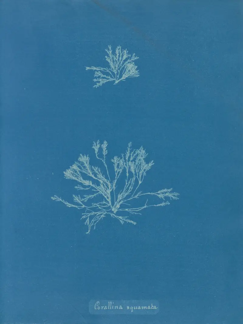 Corallina squamata von Anna Atkins
