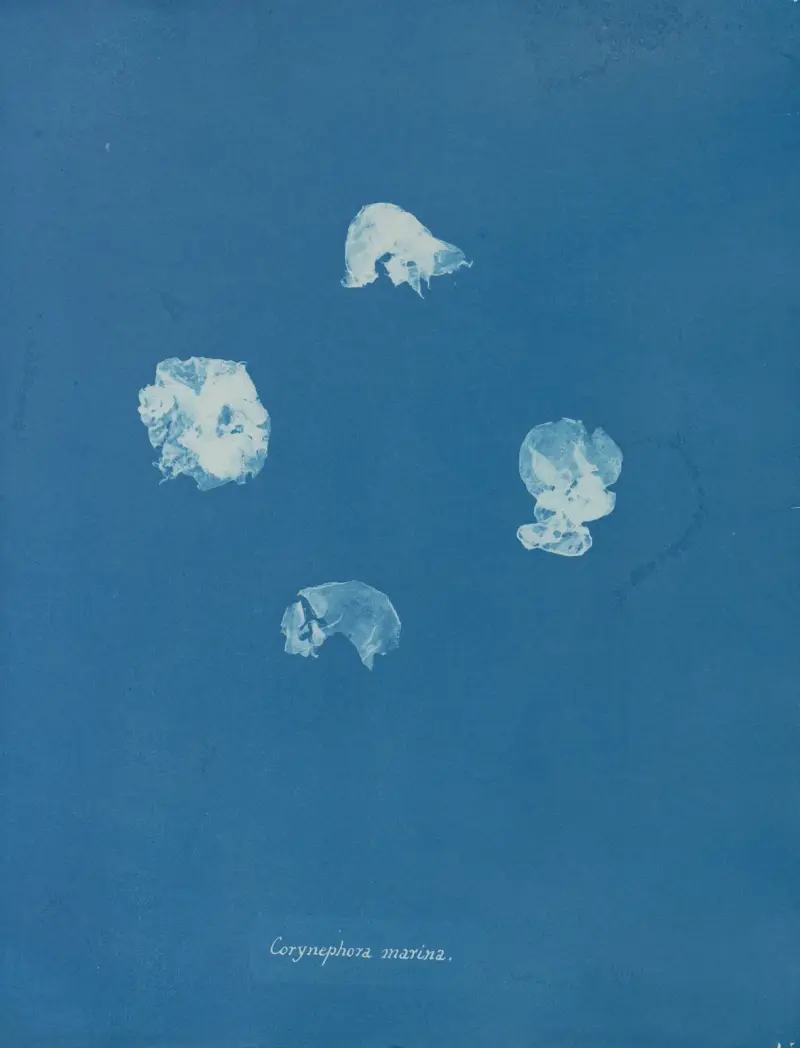 Corynephora marina av Anna Atkins