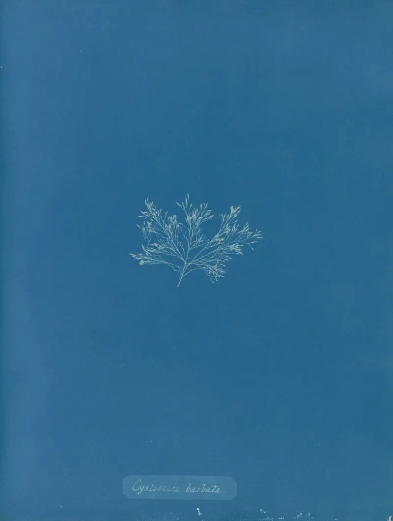 Cystoseira barbata. av Anna Atkins