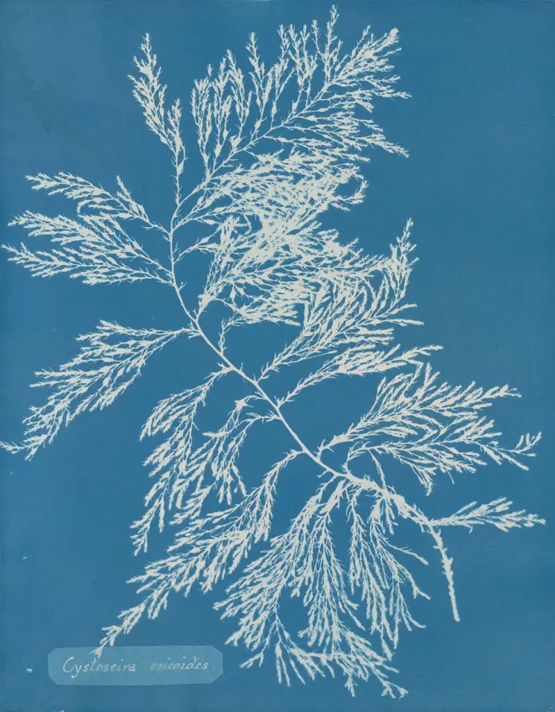 Cystoseira ericoides. av Anna Atkins