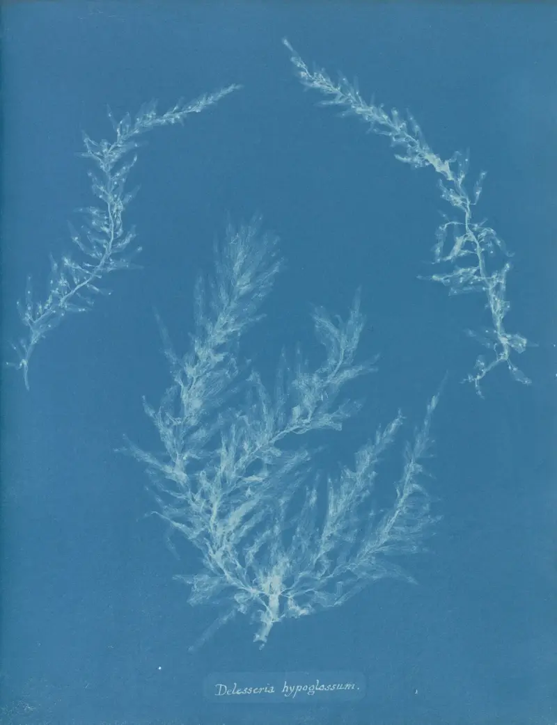 Delesseria hypoglossum, Anna Atkins