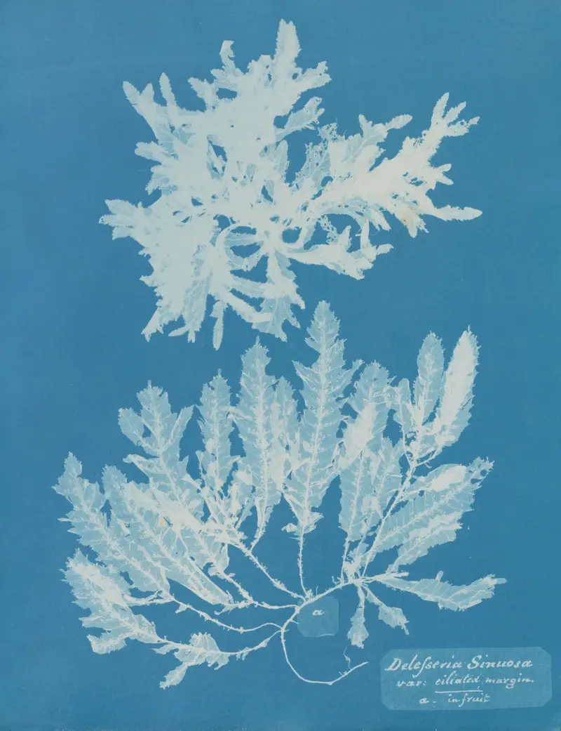 Delesseria sinuosa, variant med cilierad kant, i frukt av Anna Atkins