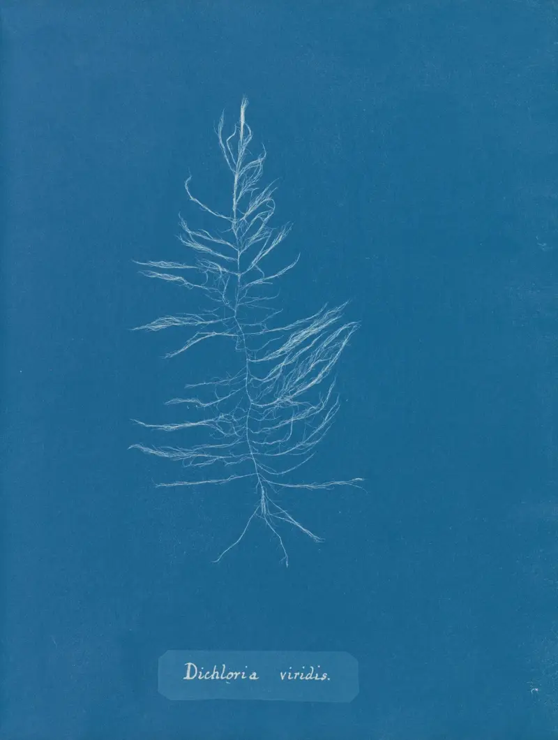 Dichloria viridis, Anna Atkins