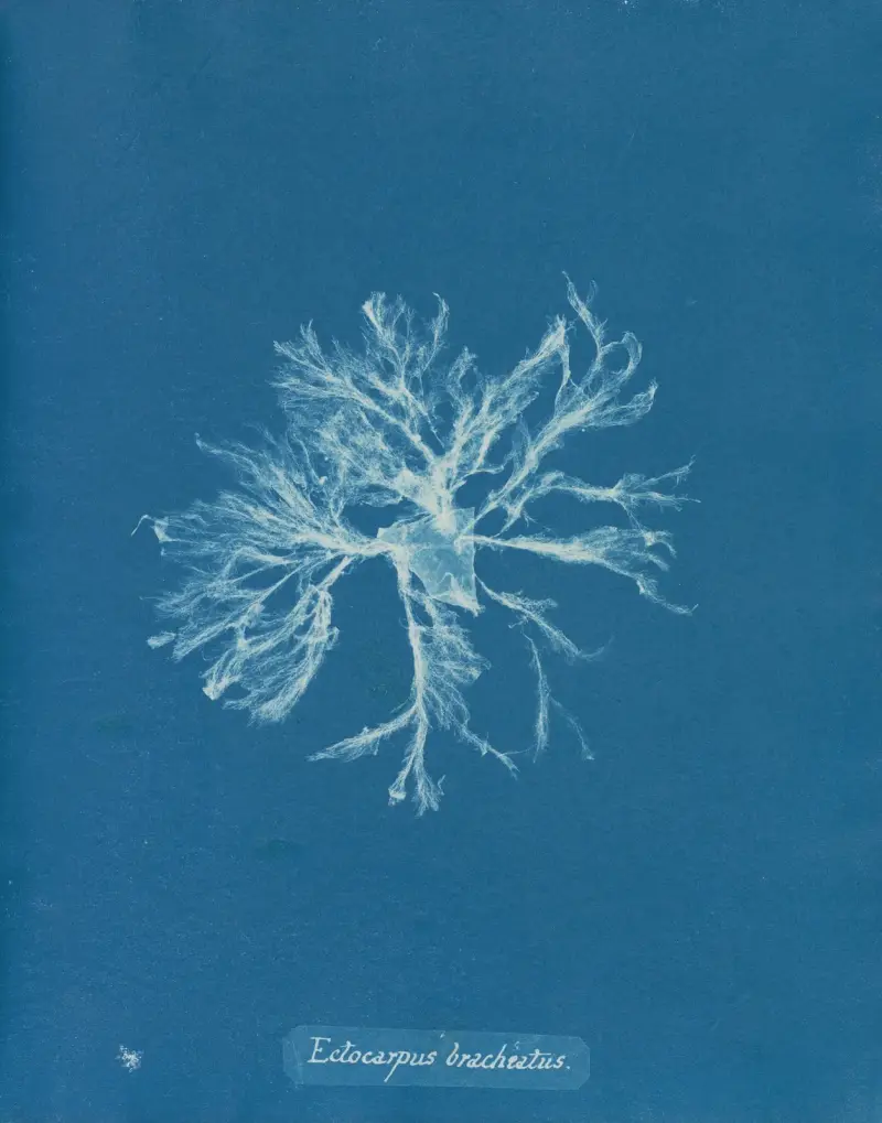 Ectocarpus brachiatus, Anna Atkins