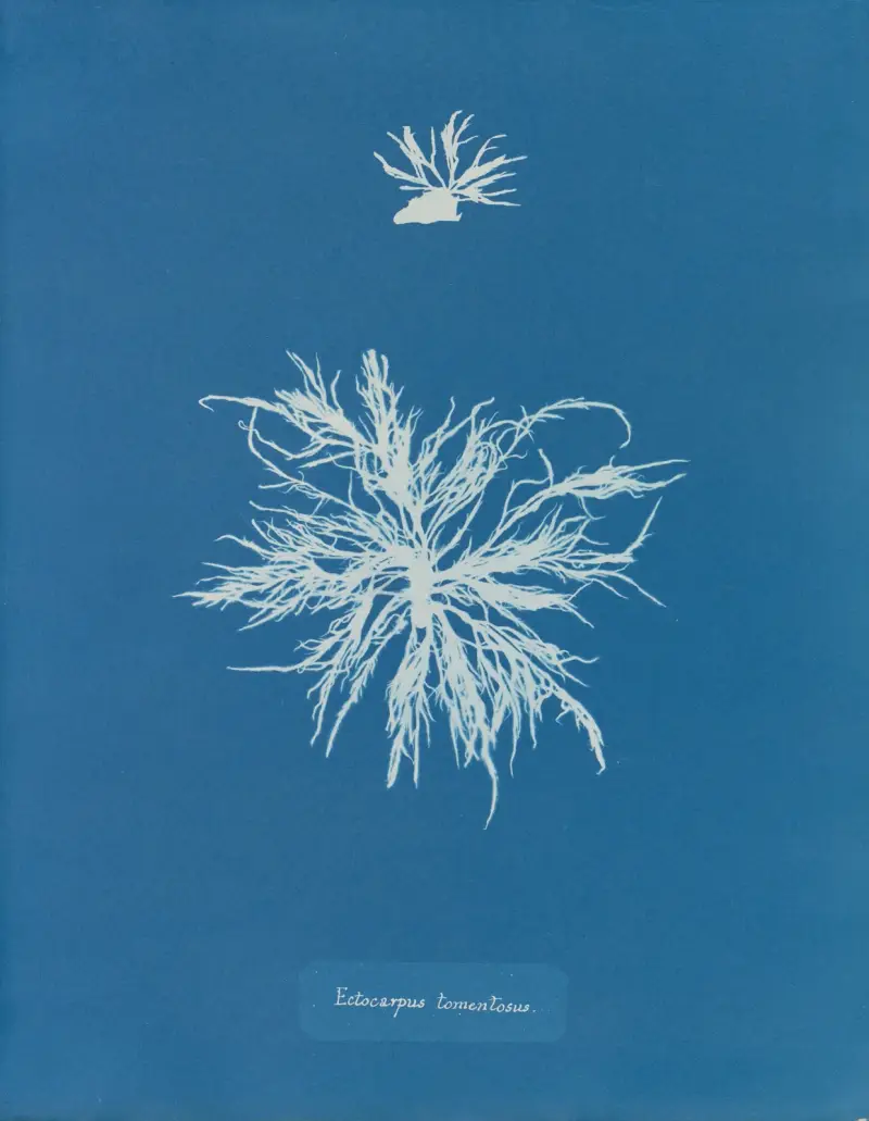 Ectocarpus tomentosus av Anna Atkins
