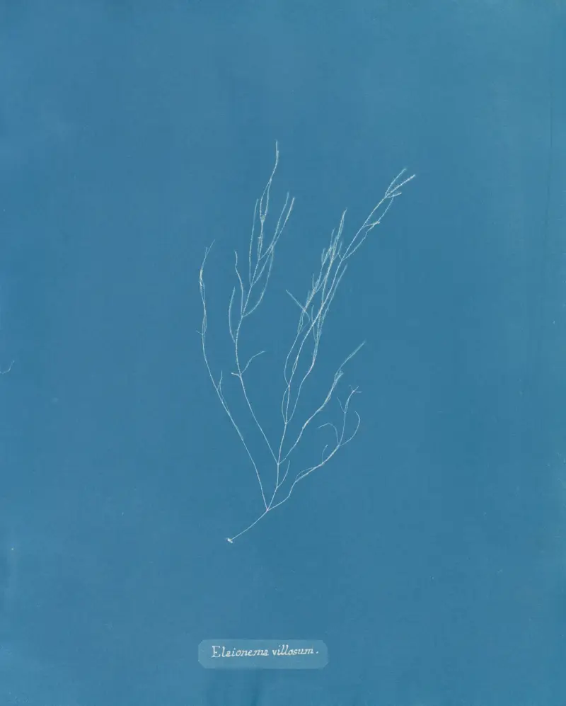 Elaionema villosum av Anna Atkins
